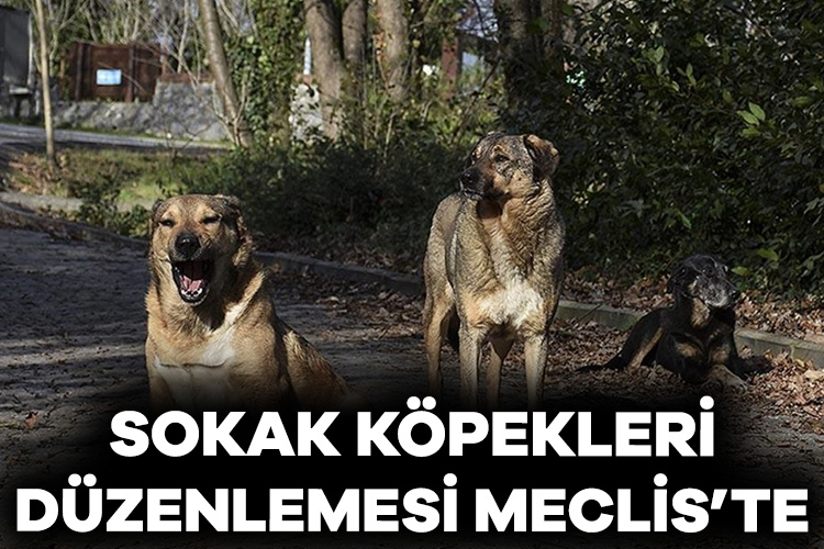 Bakan Tunç açıkladı: Sokak köpekleri düzenlemesi Meclis’e ulaştı